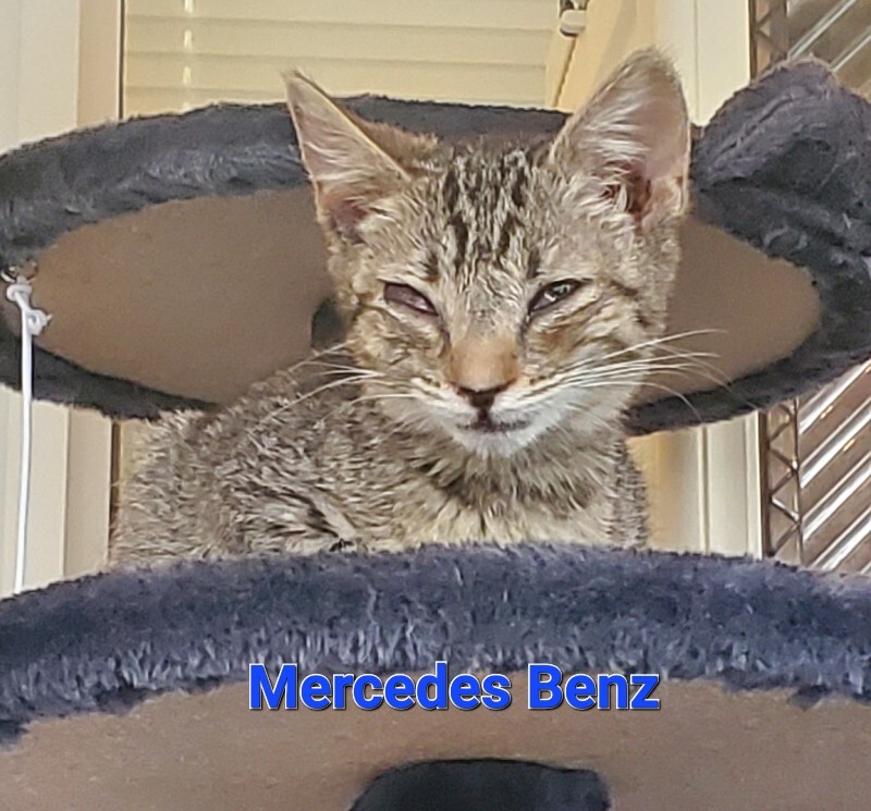 View Mercedes-benz the Cat Photo #7