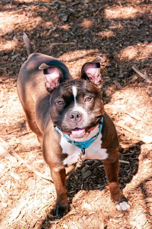 View Prisha the Dog Photo #9