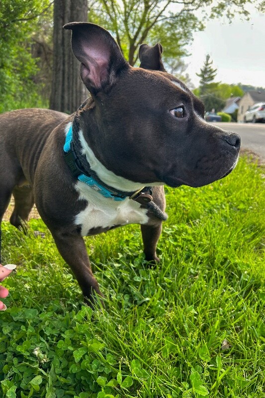 View Prisha the Dog Photo #7