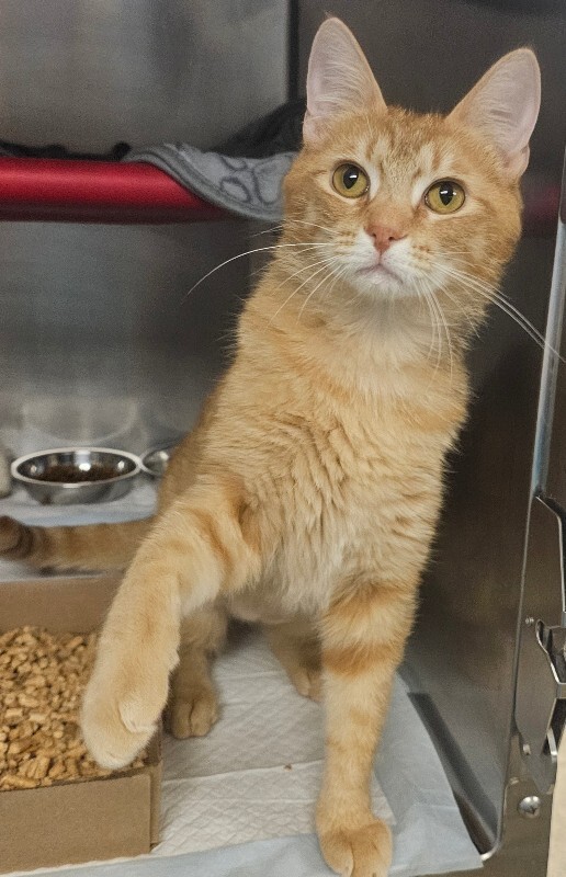 Mango Fox - Cat