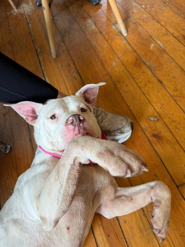 View Sally Carrera the Dog Photo #9