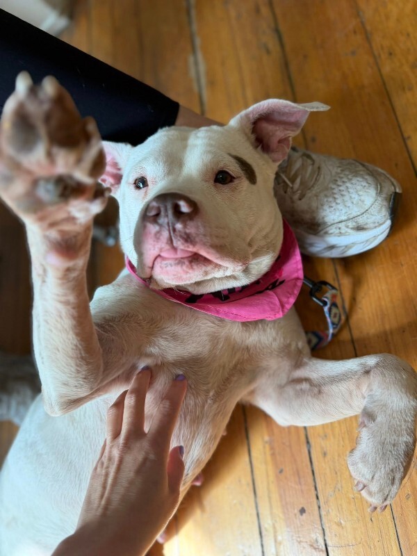 View Sally Carrera the Dog Photo #5