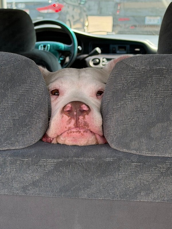 View Sally Carrera the Dog Photo #4
