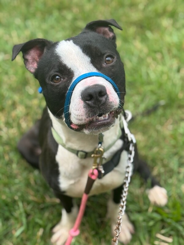 View Dorky the Dog Photo #13