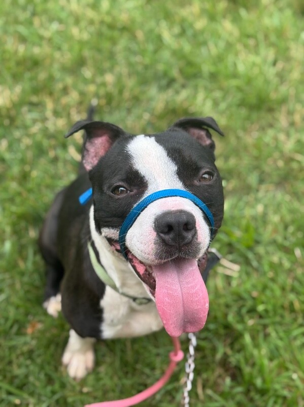 View Dorky the Dog Photo #14