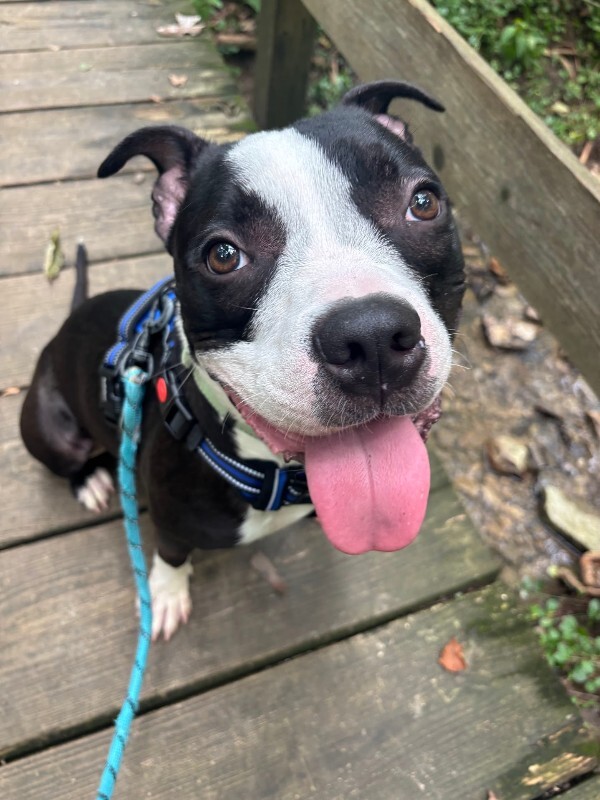 Dorky - Dog