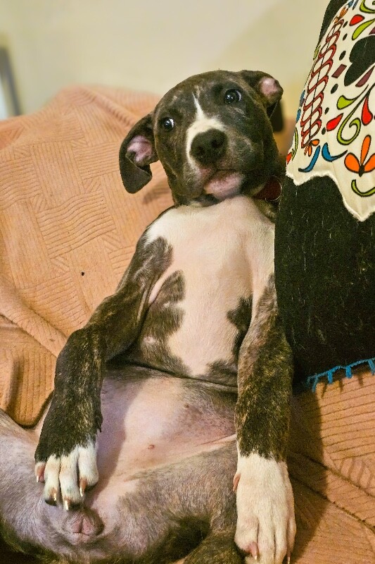 View Raimi the Dog Photo #4