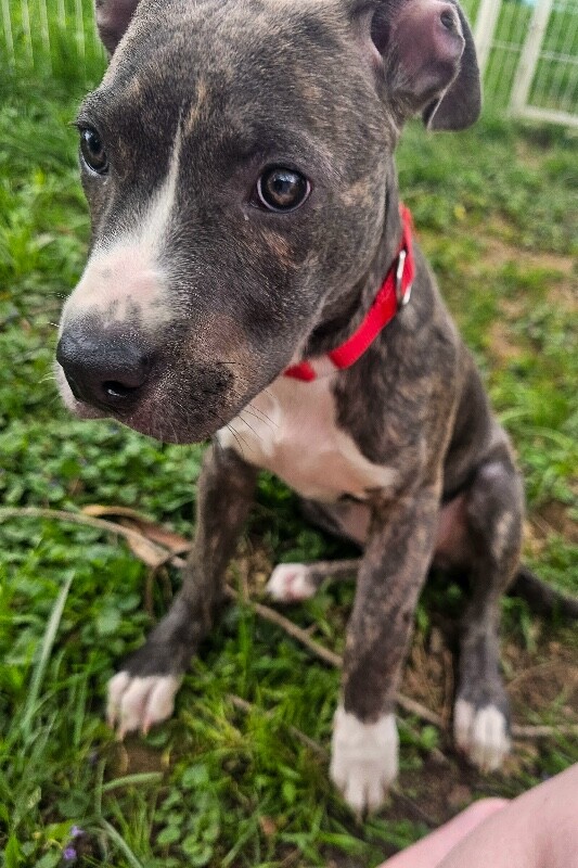 View Raimi the Dog Photo #3