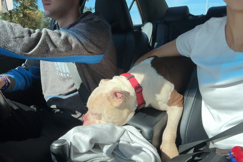 View Apollo the Dog Photo #4