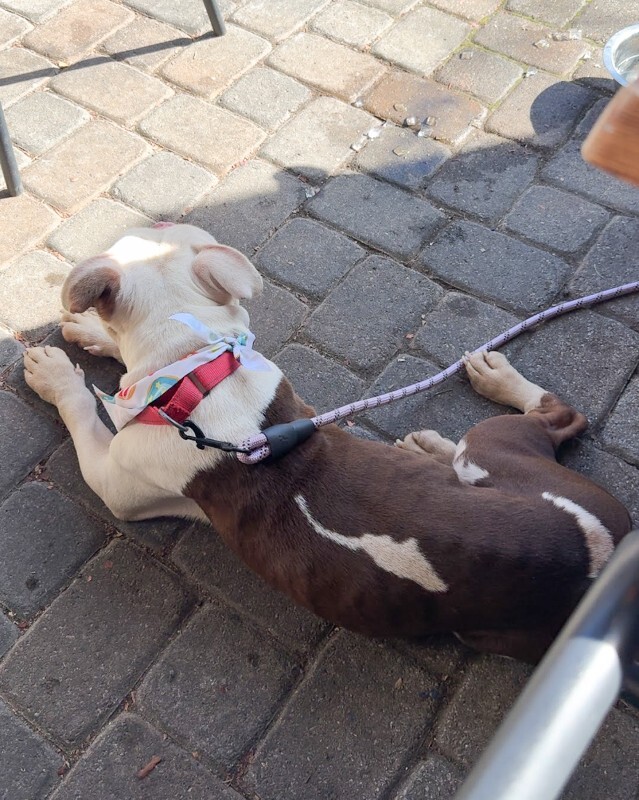 View Apollo the Dog Photo #12