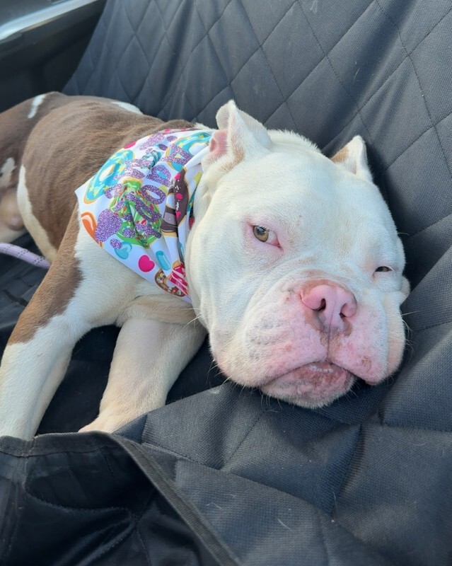 View Apollo the Dog Photo #14