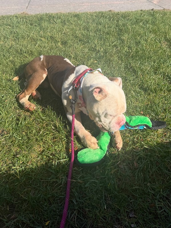 View Apollo the Dog Photo #15