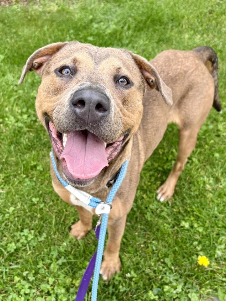 Learn More About Harvey Harvey - Dog