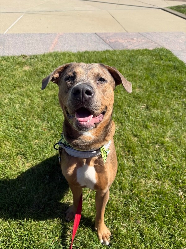 Harvey - Dog