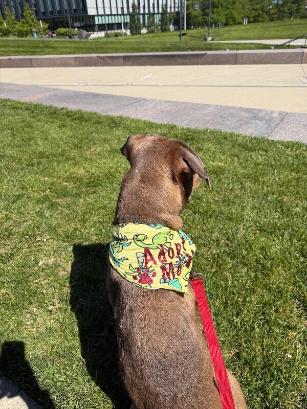 View Harvey the Dog Photo #17