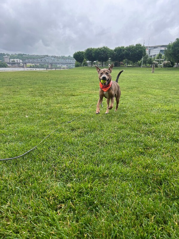 View Harvey the Dog Photo #16