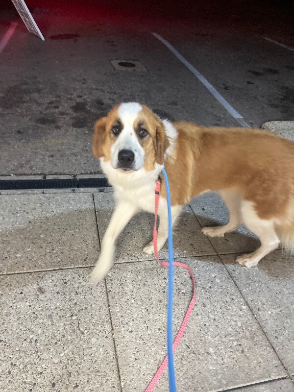 Aria (actual) - Dog