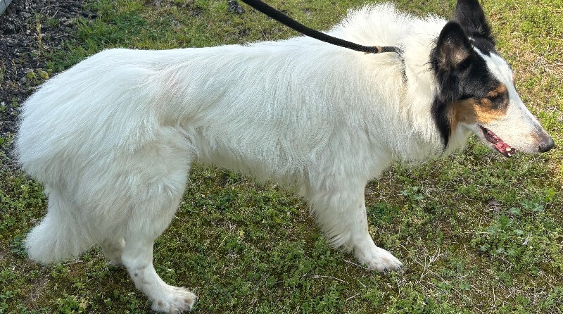 View Lightning the Dog Photo #2