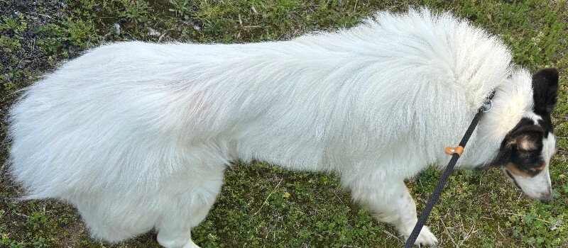 View Lightning the Dog Photo #3