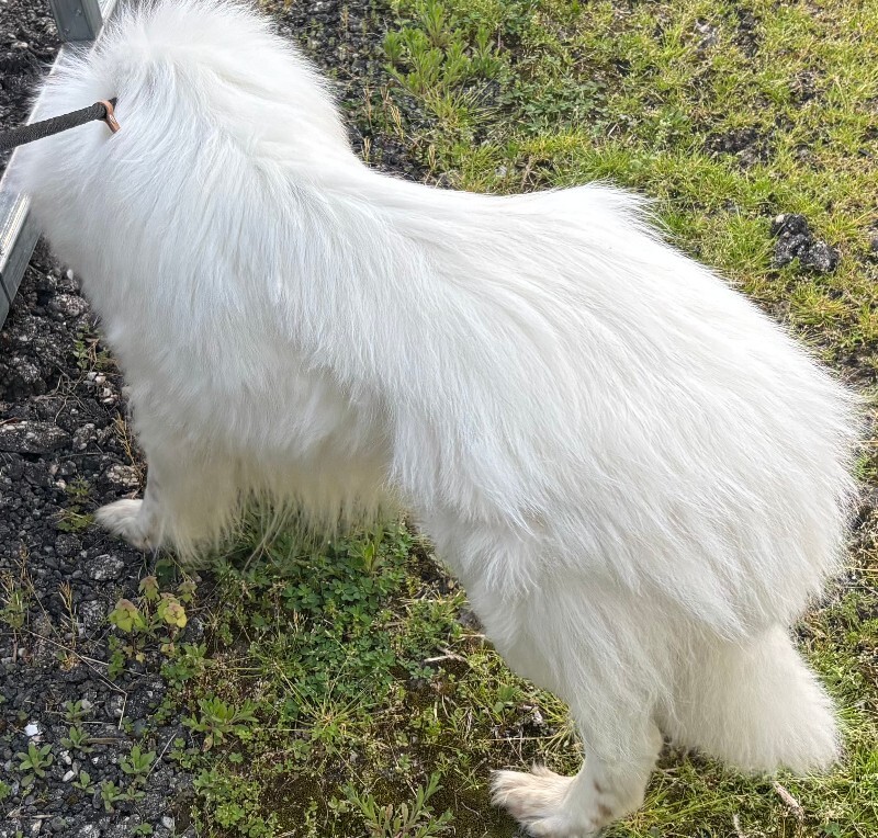 View Lightning the Dog Photo #4