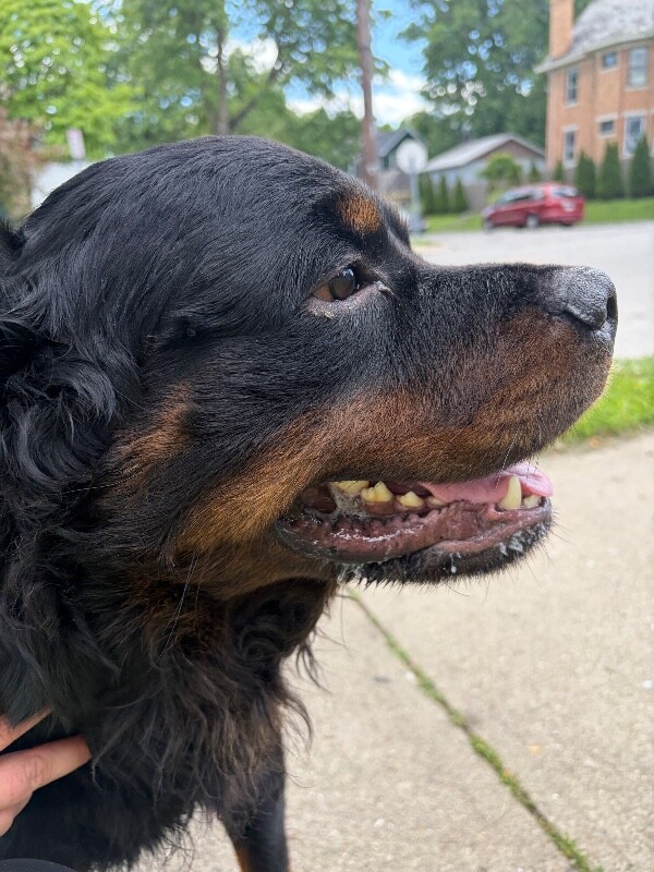 View Prince the Dog Photo #3