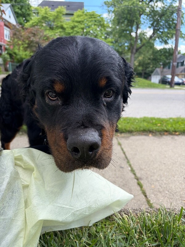 View Prince the Dog Photo #4