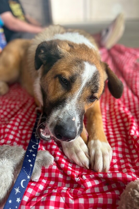 View Roth the Dog Photo #4
