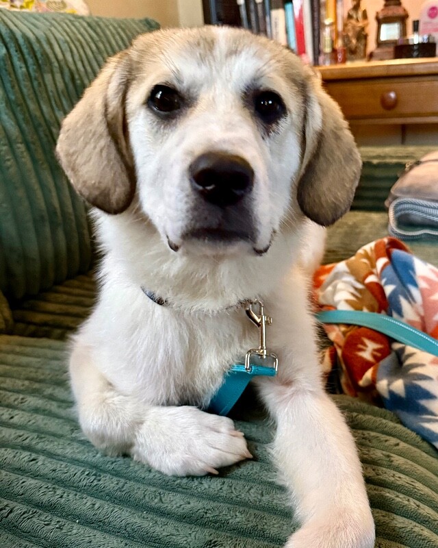 Learn More About Alani Alani - Dog