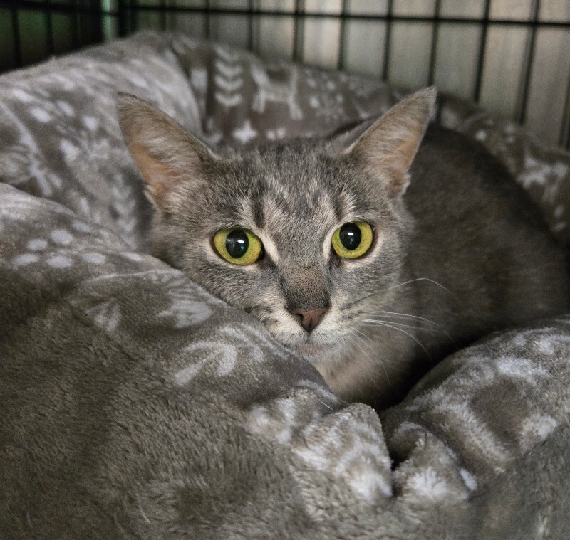 View Faith the Cat Photo #2