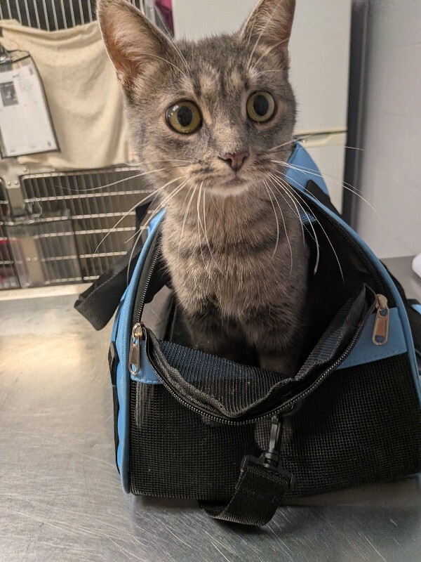 Learn More About Faith Faith - Cat