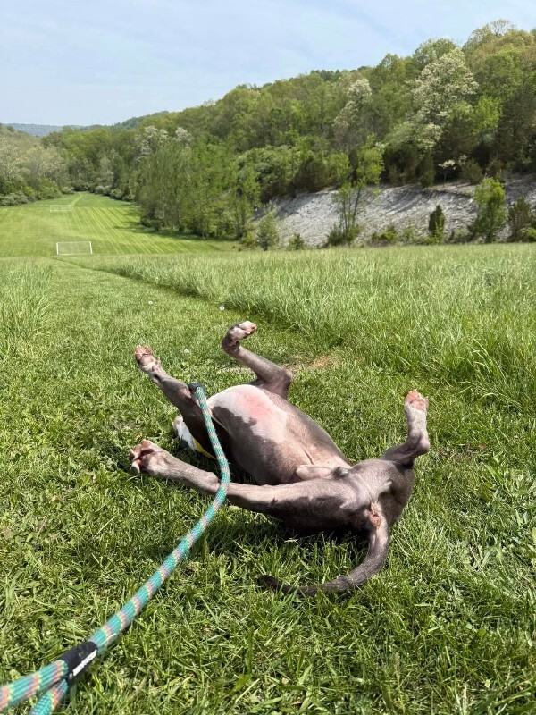 View Bennett the Dog Photo #7