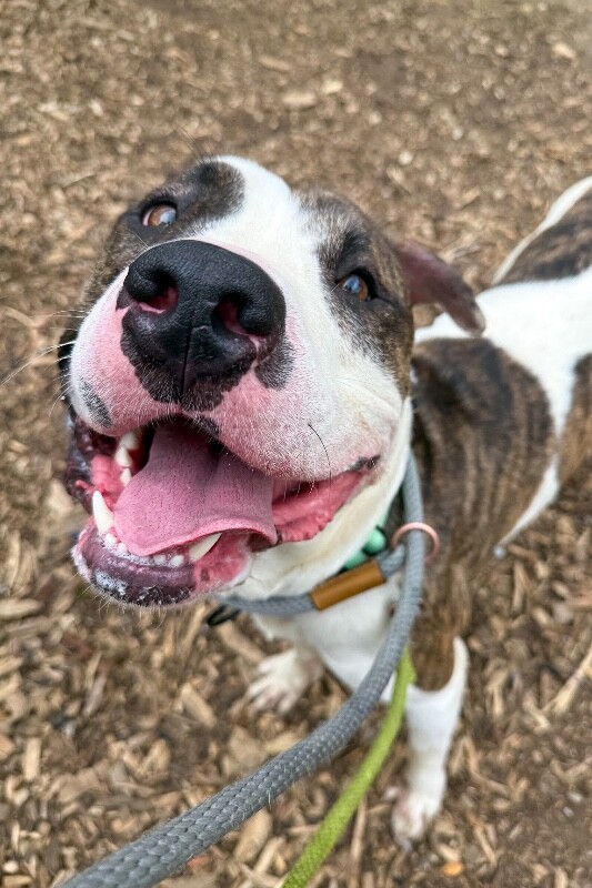 Help Rehome This Dog Gemini