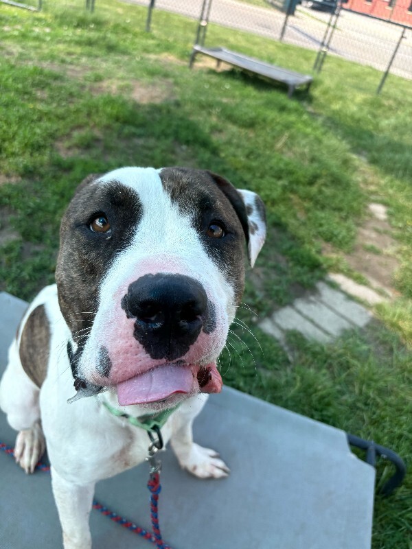 View Gemini the Dog Photo #3