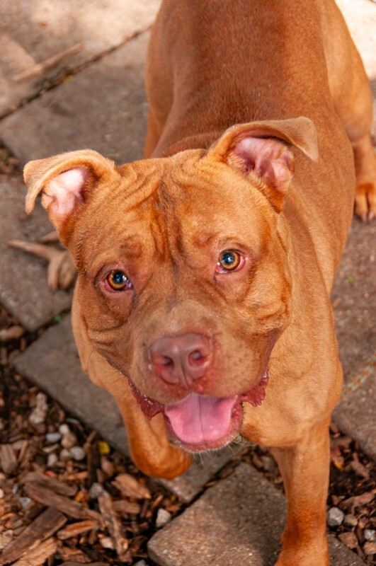View Pre School the Dog Photo #4
