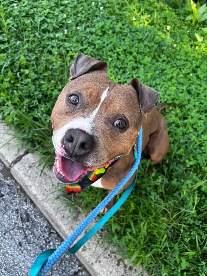 Help Rehome This Dog Courtney