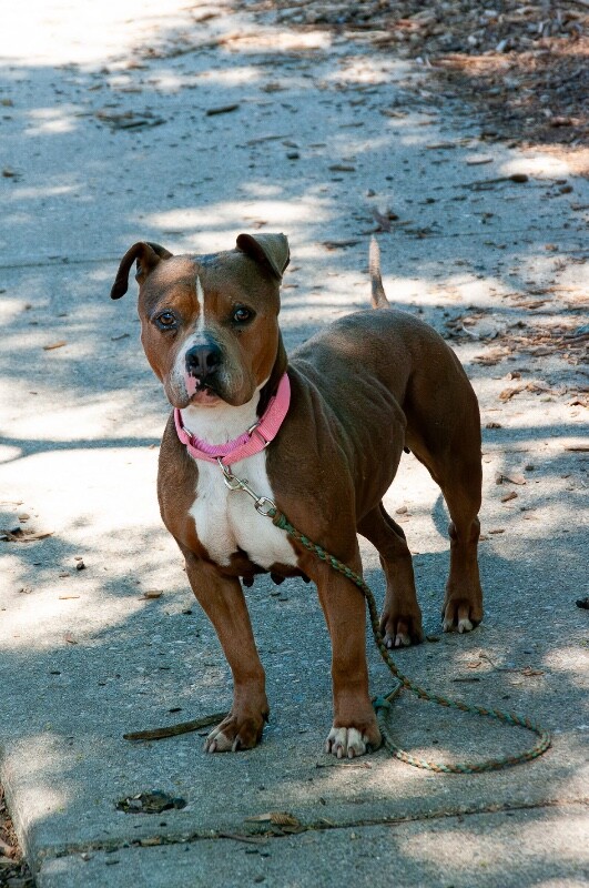 View Courtney the Dog Photo #2