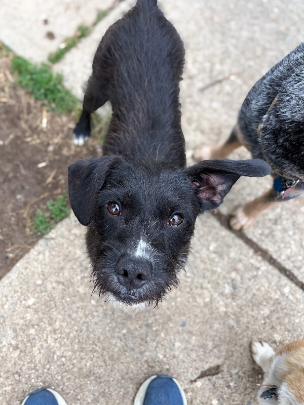 Learn More About Delilah Delilah - Dog