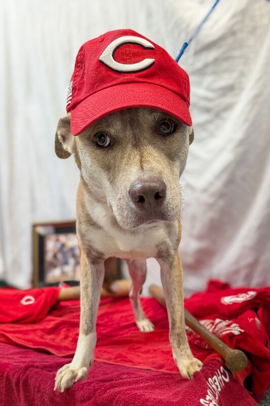Learn More About Saturn Saturn - Dog