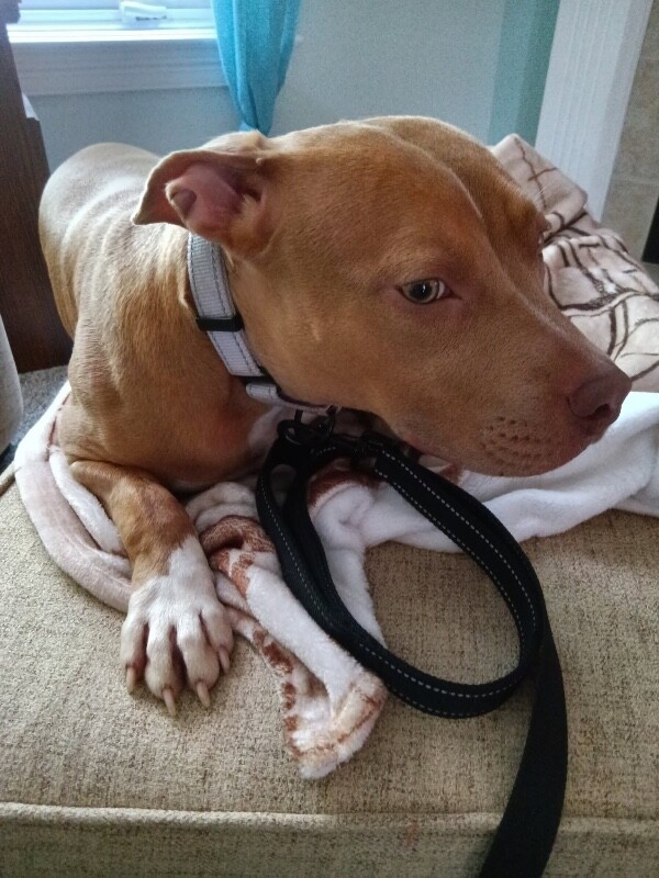 View Wanda Maxiwooff the Dog Photo #2