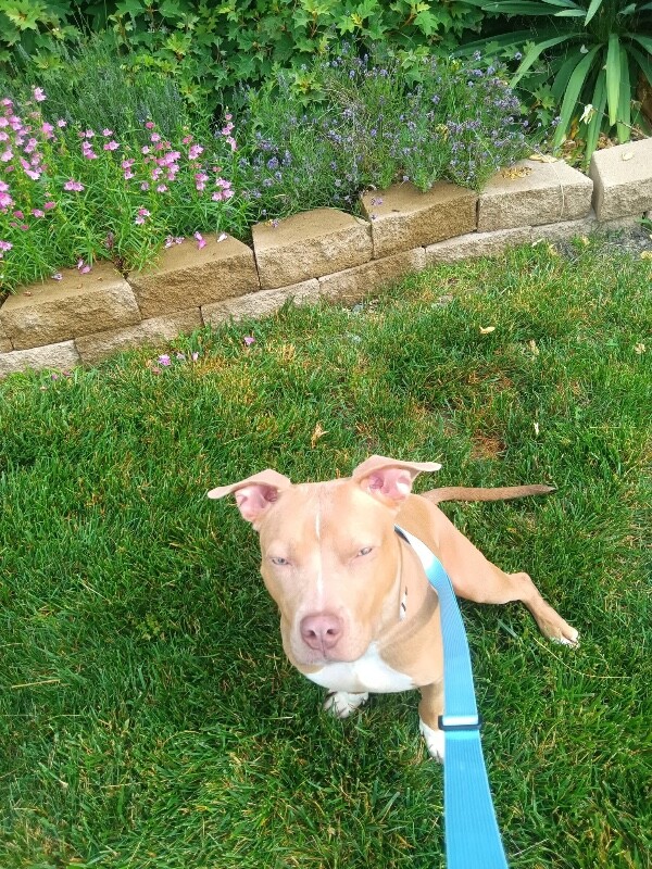 View Wanda Maxiwooff the Dog Photo #4
