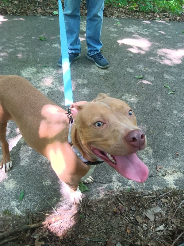 View Wanda Maxiwooff the Dog Photo #3