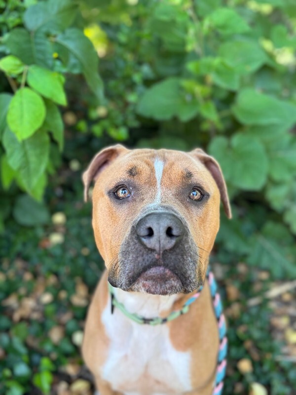 View Hondo the Dog Photo #18