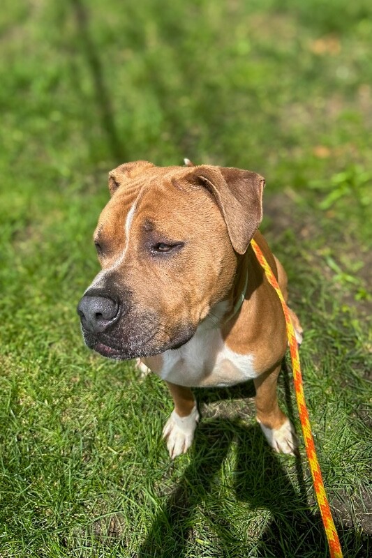 View Hondo the Dog Photo #7