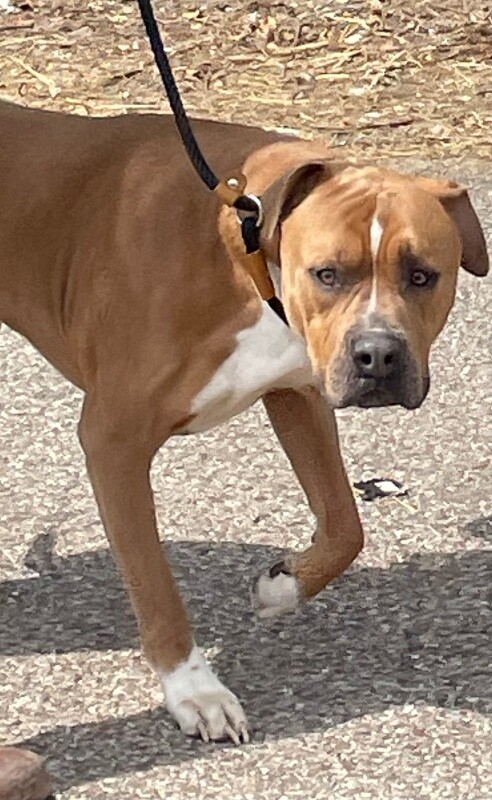 View Hondo the Dog Photo #2