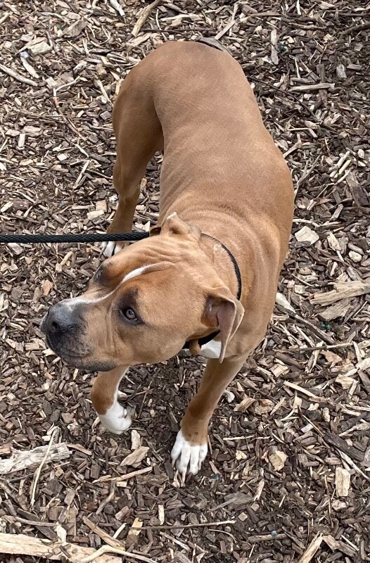 View Hondo the Dog Photo #5