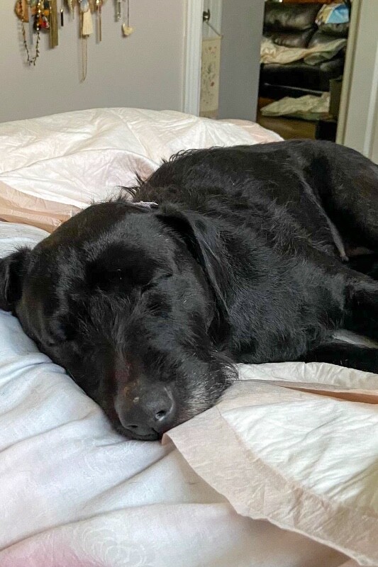 Learn More About Jessie Jessie - Dog