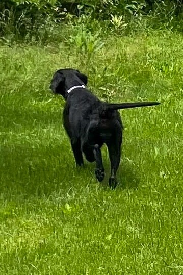 View Jessie the Dog Photo #6