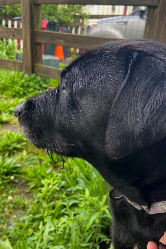 View Jessie the Dog Photo #4