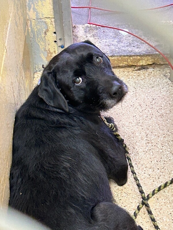 Learn More About Jessie Jessie - Dog