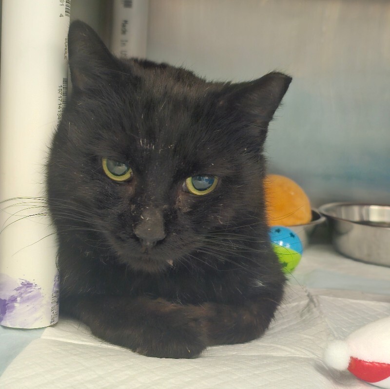 Blackjack - Cat